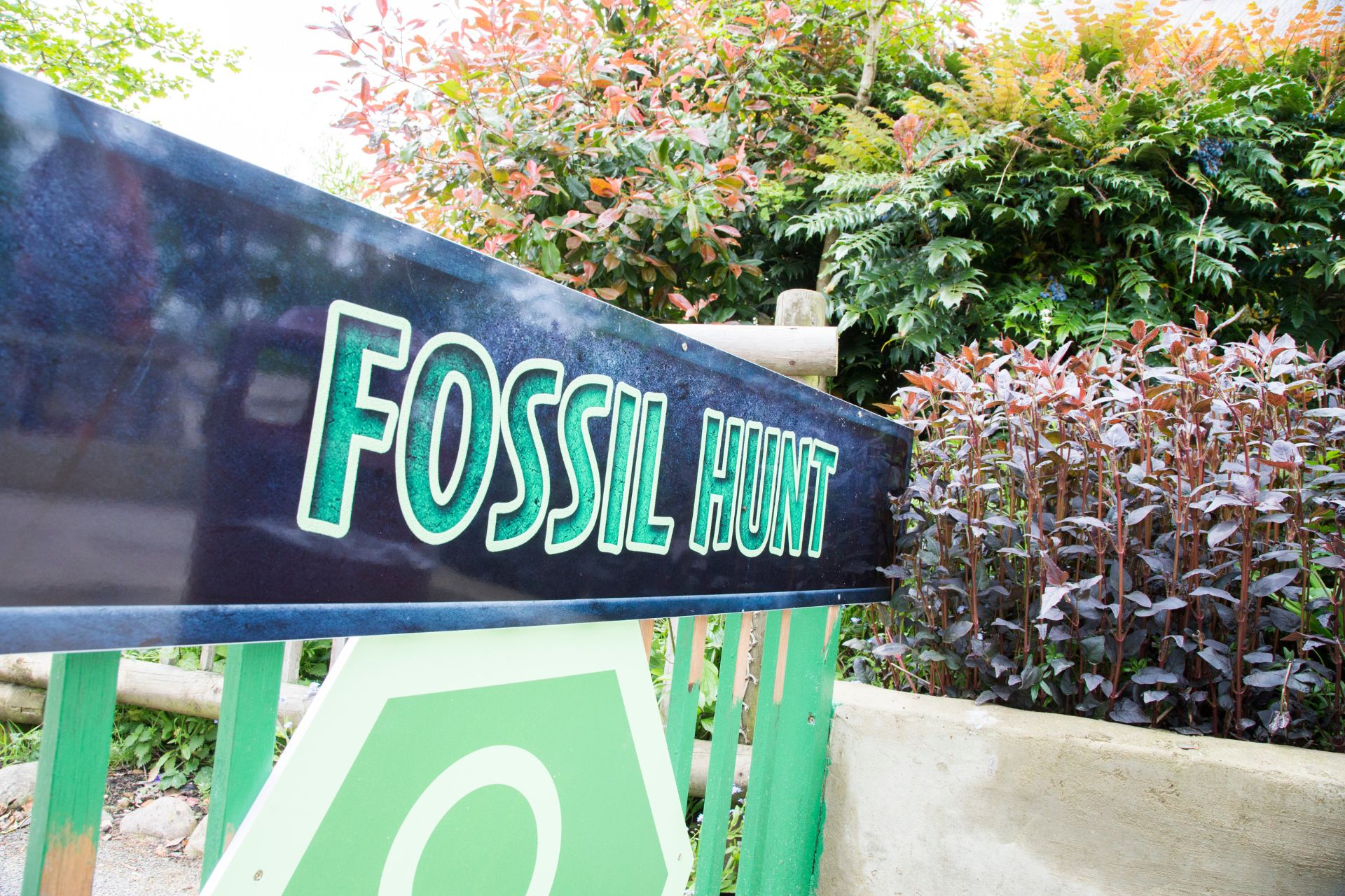 FOSSIL HUNT